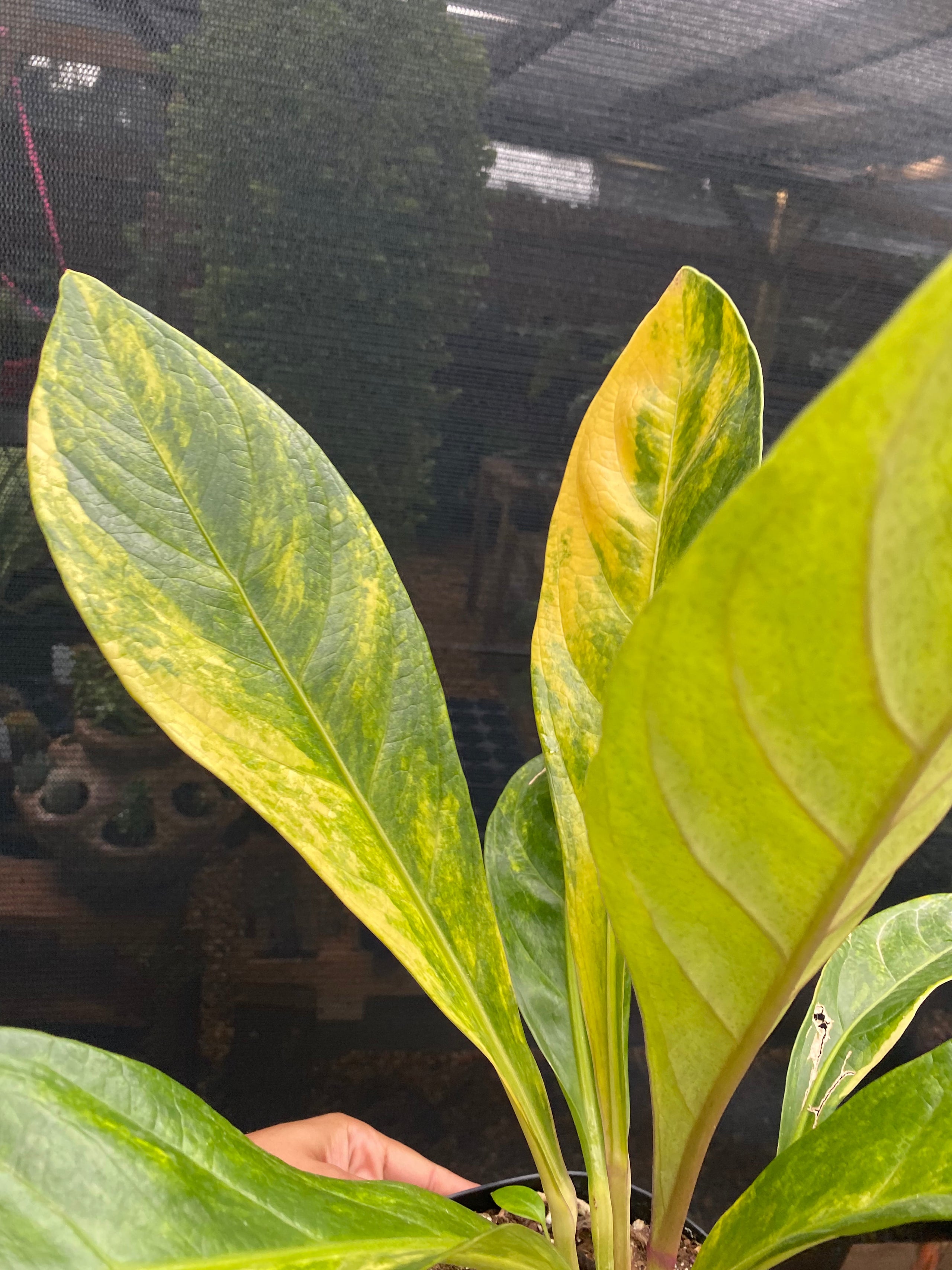 Anthurium Jenmanii Variegated (XL)