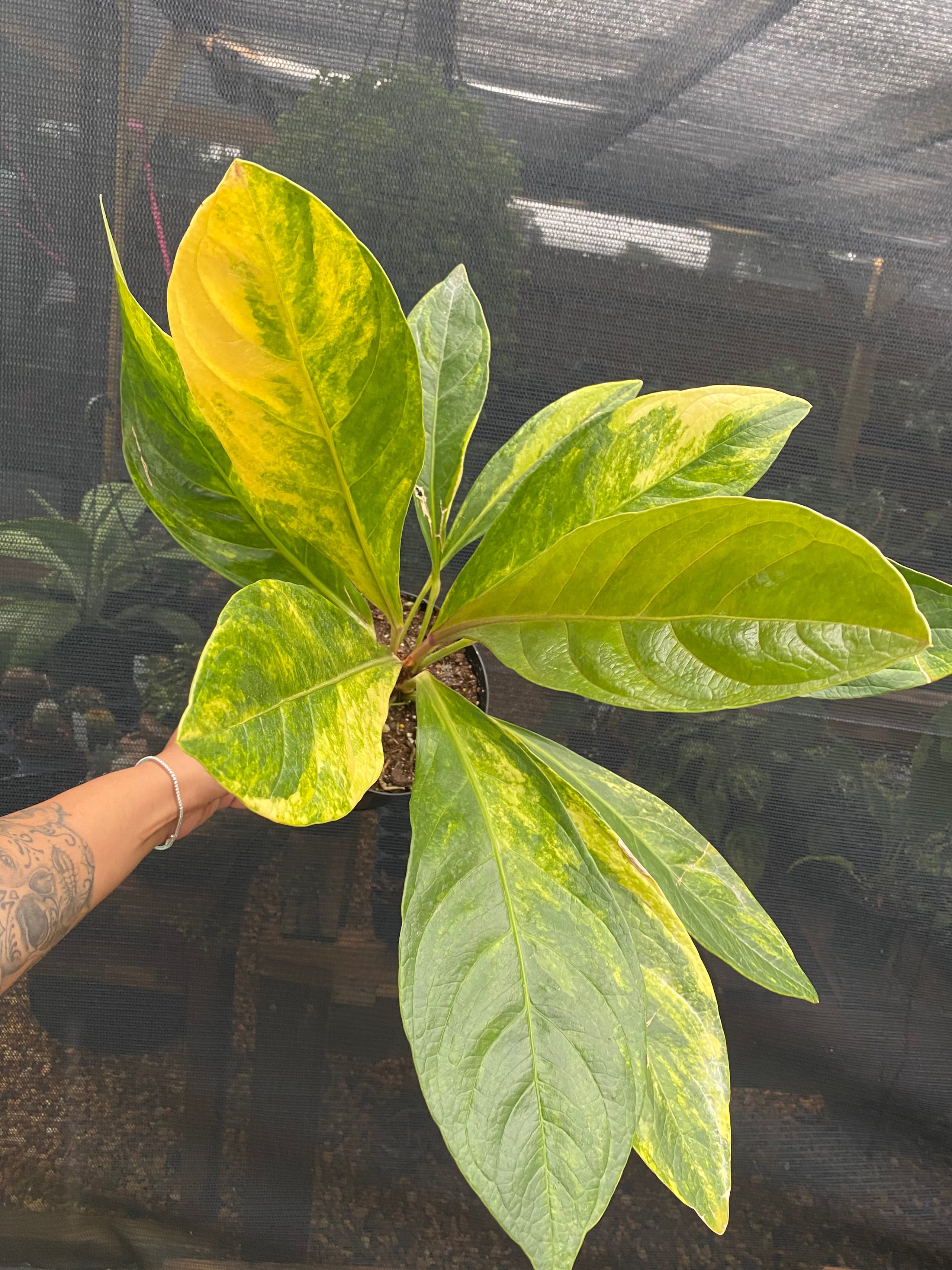 Anthurium Jenmanii Variegated (XL)