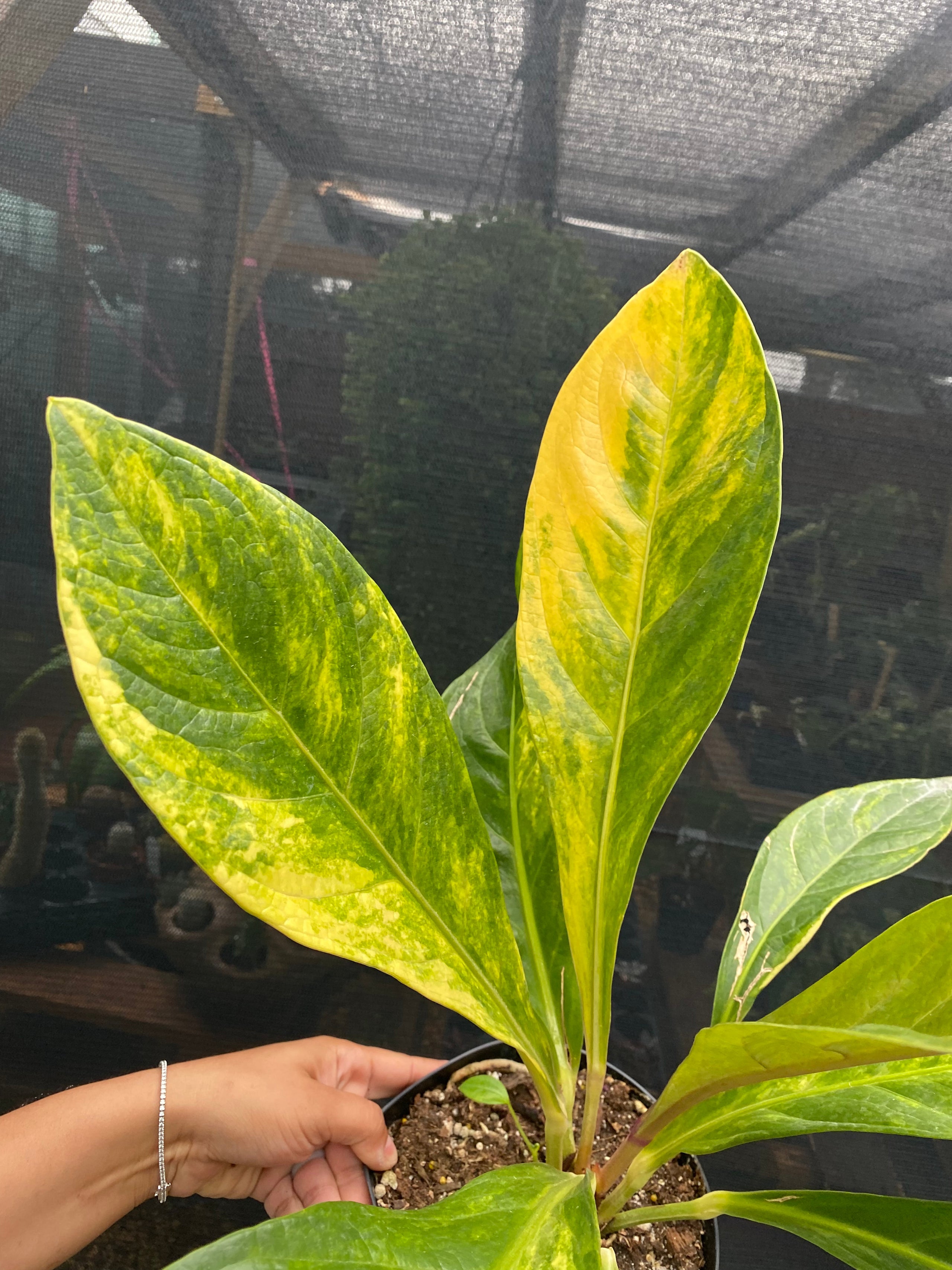 Anthurium Jenmanii Variegated (XL)